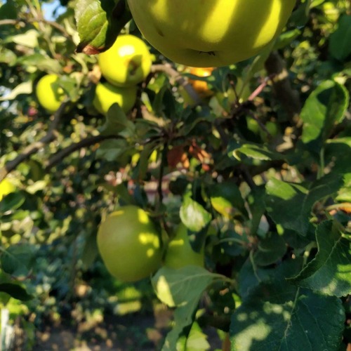 11.04.2026 - Obstbaumschnitt - Workshop in Zusammenarbeit mit "Otto pflanzt!"